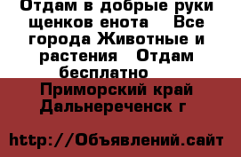 Отдам в добрые руки щенков енота. - Все города Животные и растения » Отдам бесплатно   . Приморский край,Дальнереченск г.